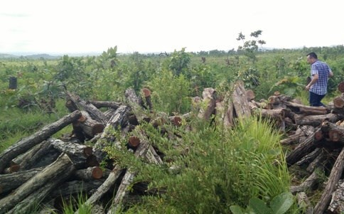 Cuu giam doc bi bat vi huy hoai rung hinh anh