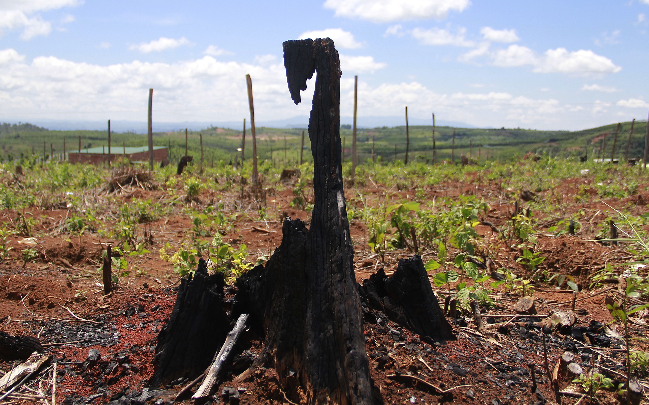 Dat dien tap thanh noi chan bo, trong khoai lang hinh anh