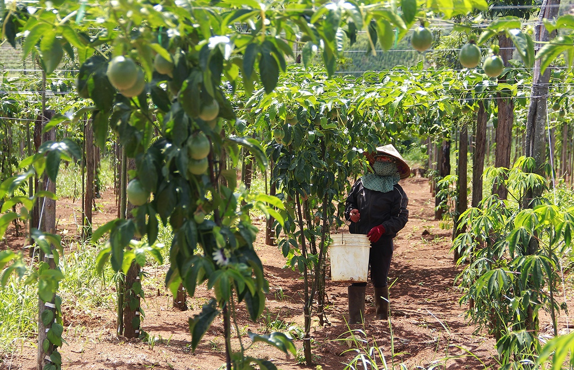 Rung dien tap phong thu thanh noi trong khoai lang, chanh day hinh anh