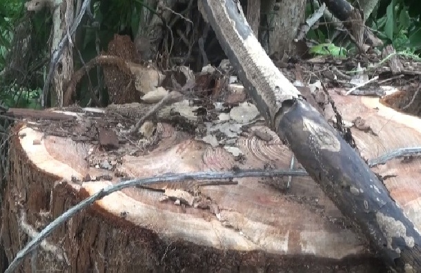 7 thanh nien cua trom thuy tung anh 2