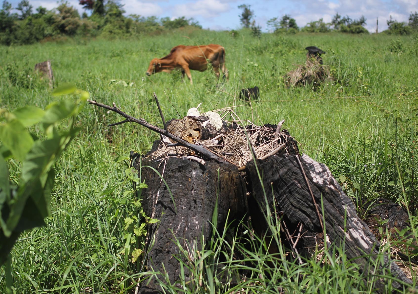 Bo chi huy quan su Dak Nong noi ve viec mat rung dien tap phong thu hinh anh