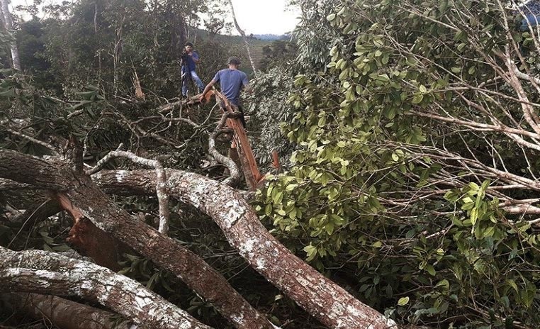 Mat hon 1.700 ha dat, rung trong 3 nam hinh anh