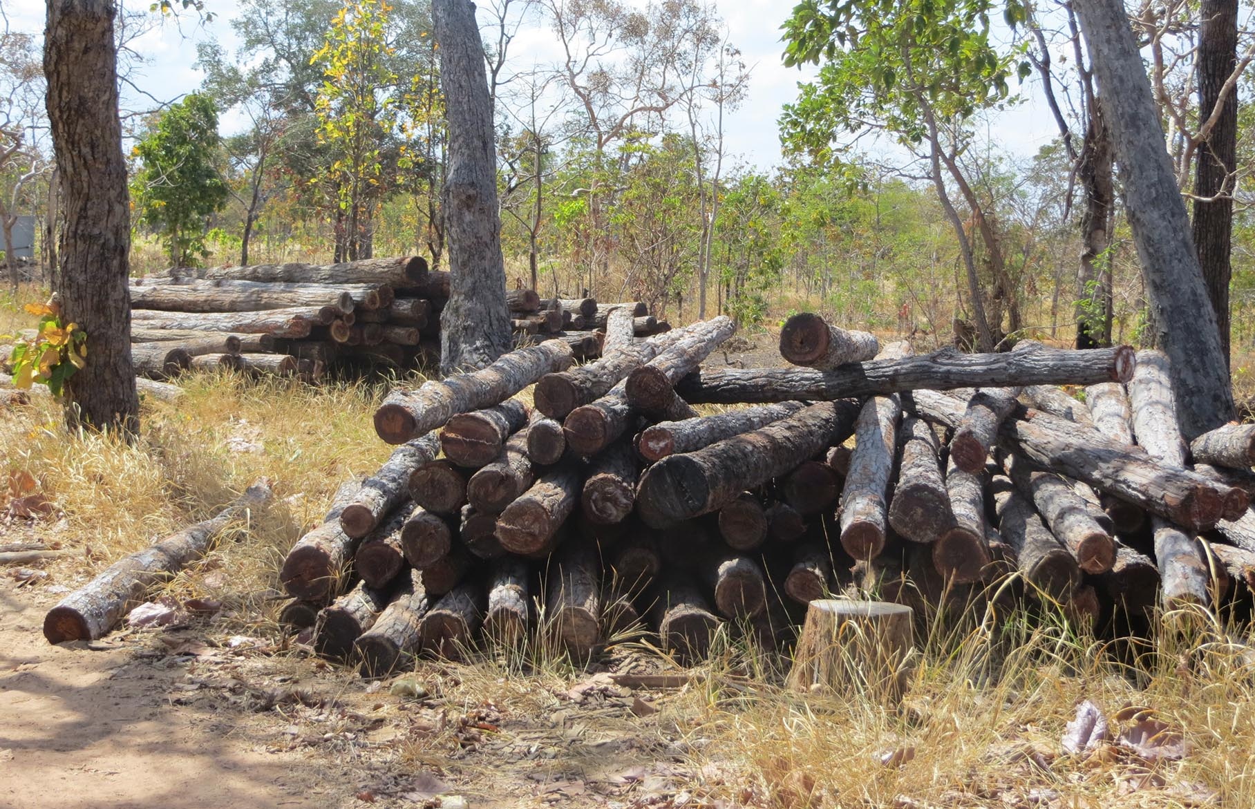 Thu tuong yeu cau Dak Lak kiem diem cac vu thac go trai phep hinh anh