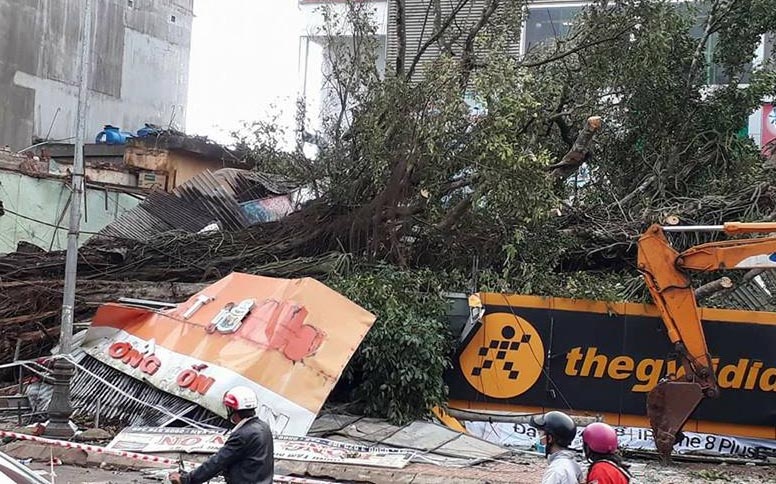 Cay da cao 40 m nga de sap Cua hang the gioi di dong hinh anh