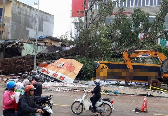 Cay da co thu bat goc de sap nhieu cua hang hinh anh