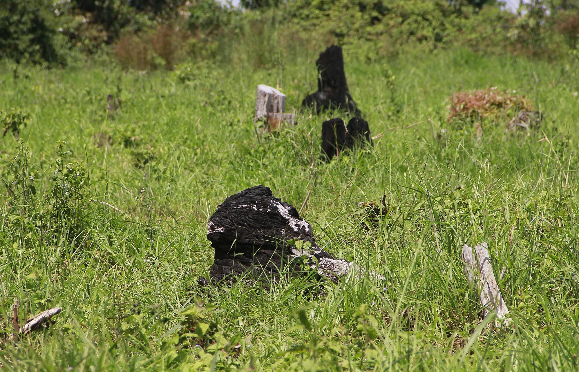 Dak Nong yeu cau nang muc ky luat can bo de mat rung hinh anh