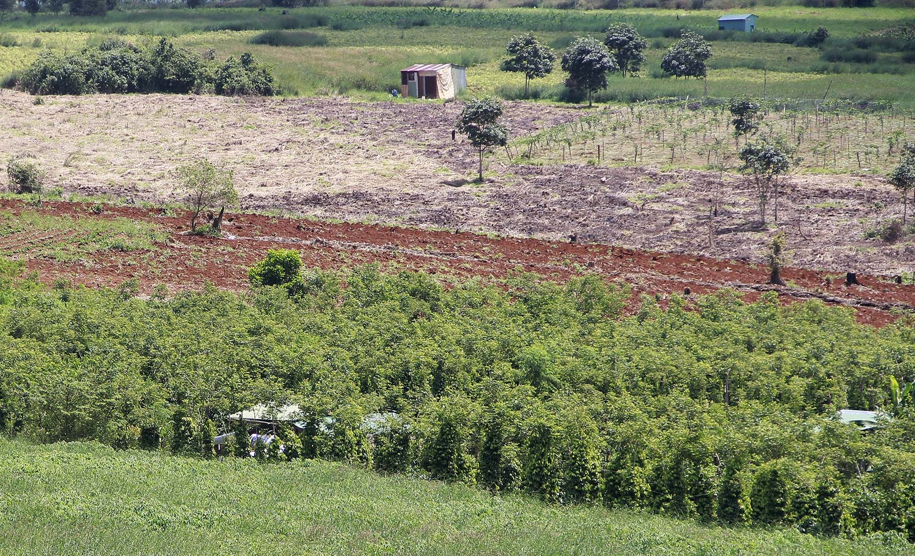 De mat hon 68 ha rung, chu tich xa bi canh cao hinh anh