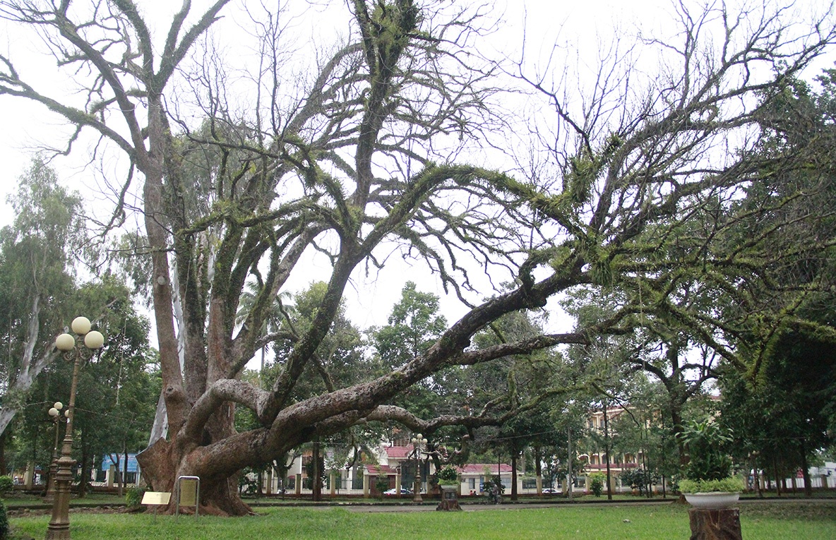 Cay di san gan 100 tuoi chet kho sau 8 thang chua nam hinh anh