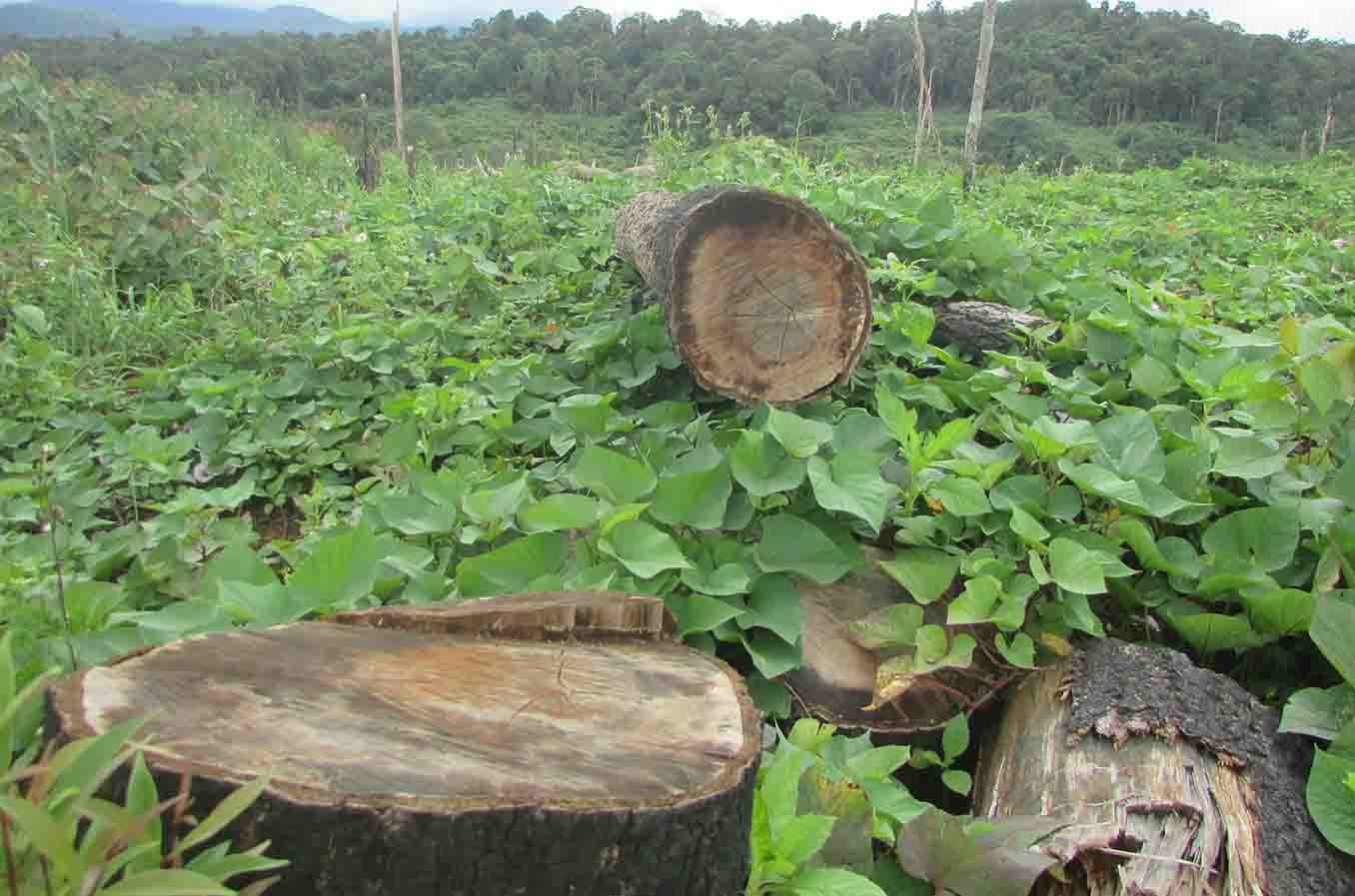 Bat chu rung thue nguoi chat 264 cay thong hinh anh