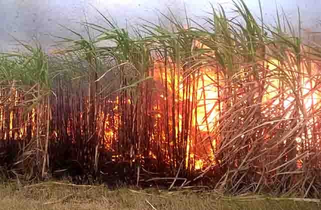 Cong an dieu tra vu chay 100 ha mia den ky thu hoach o Dak Lak hinh anh