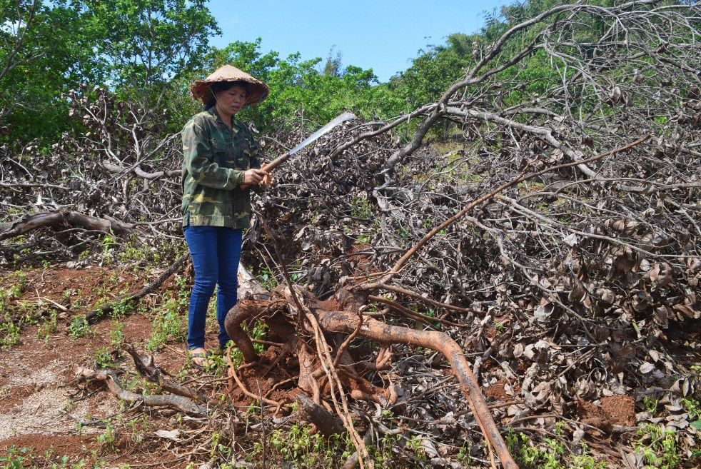 Dak Nong se thanh tra toan dien Cong ty Long Son hinh anh