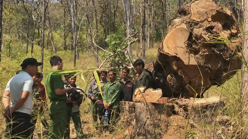 Vuon quoc gia Yok Don lien tuc bi lam tac xam hai hinh anh