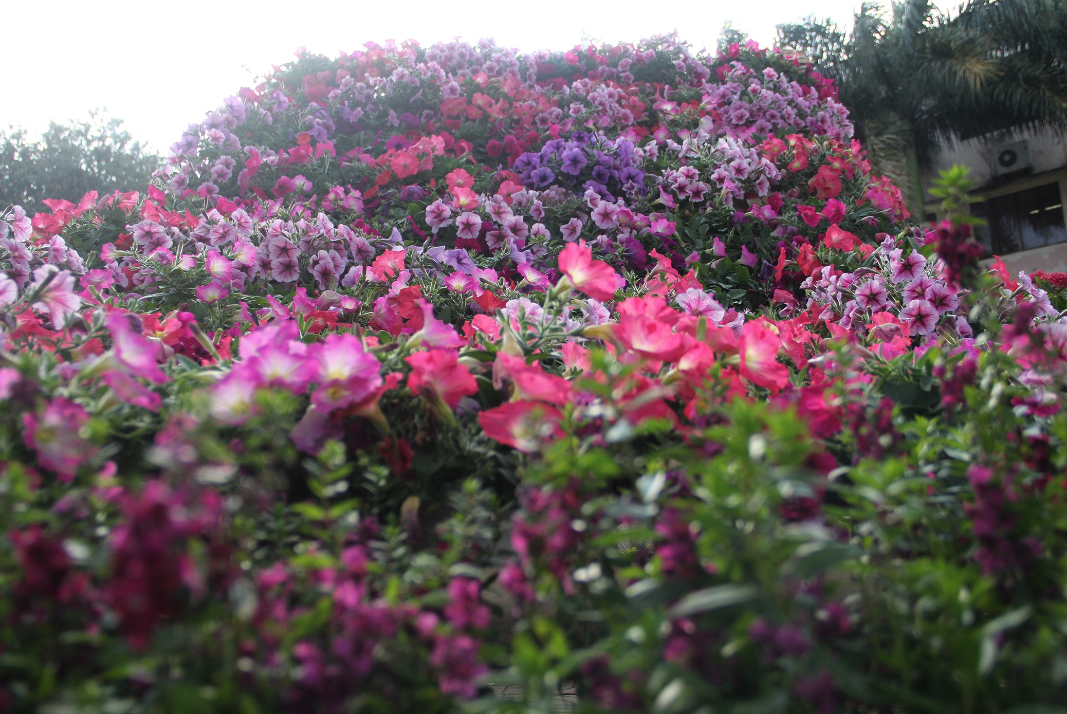 Duong hoa Dak Lak anh 3