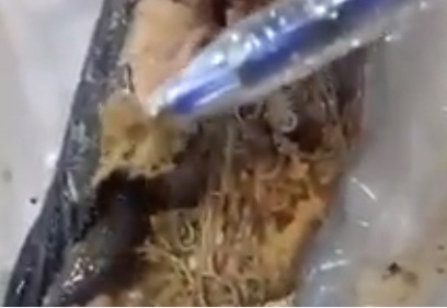 Cơm cho học sinh có dòi ảnh 1 Com cho hoc sinh co doi anh 1