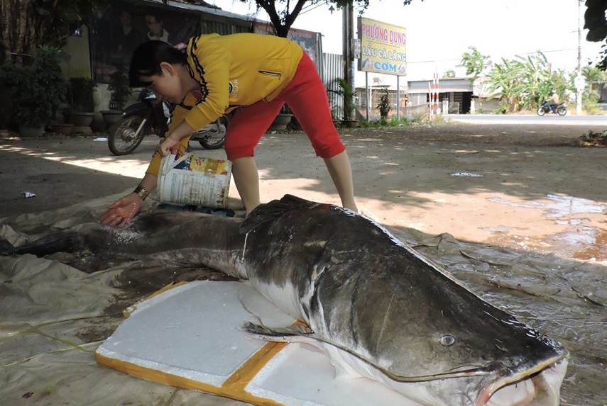 Bắt được cá lăng khủng ảnh 1 Bat duoc ca lang khung anh 1