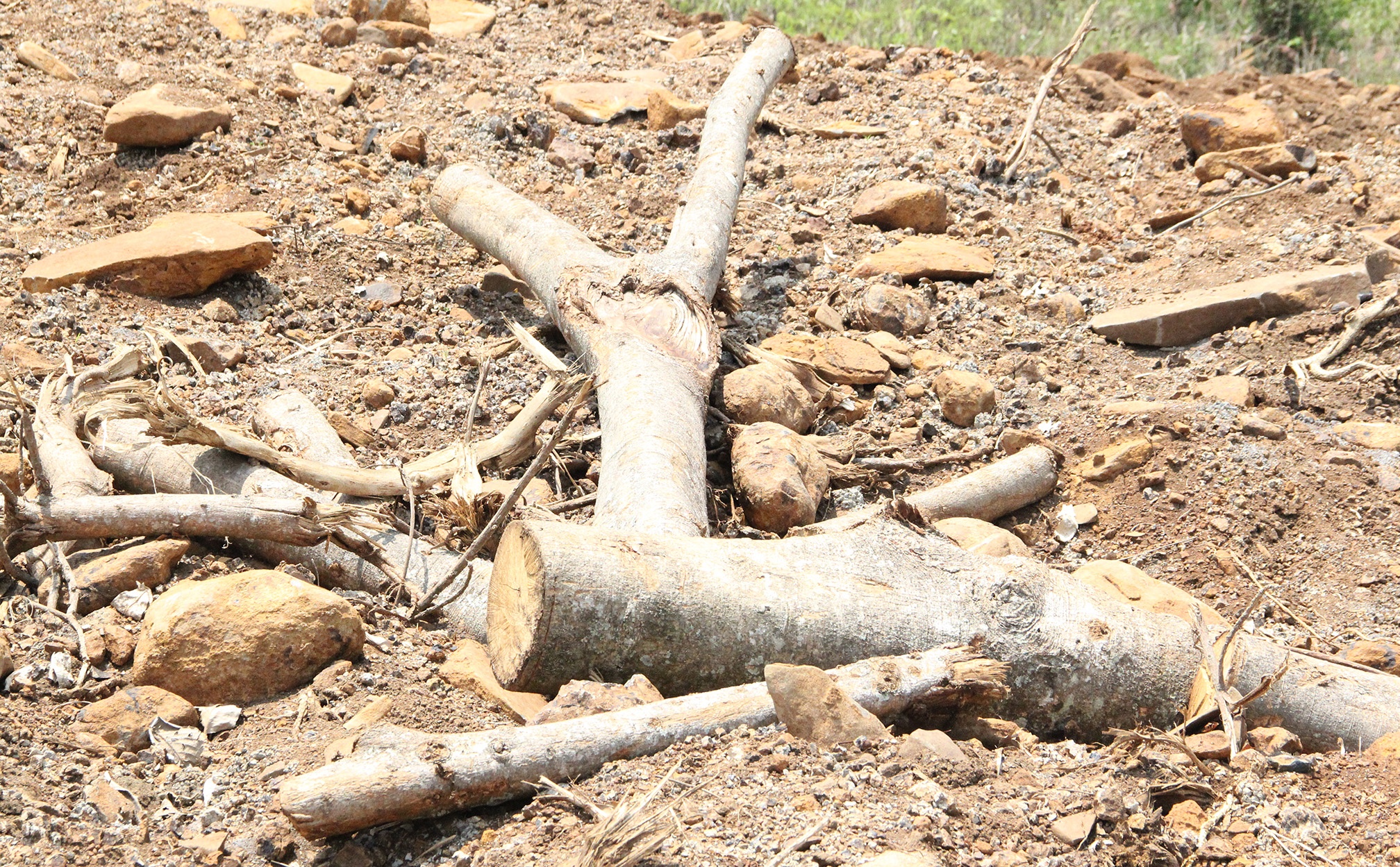 Cay khung cho tren quoc lo anh 2