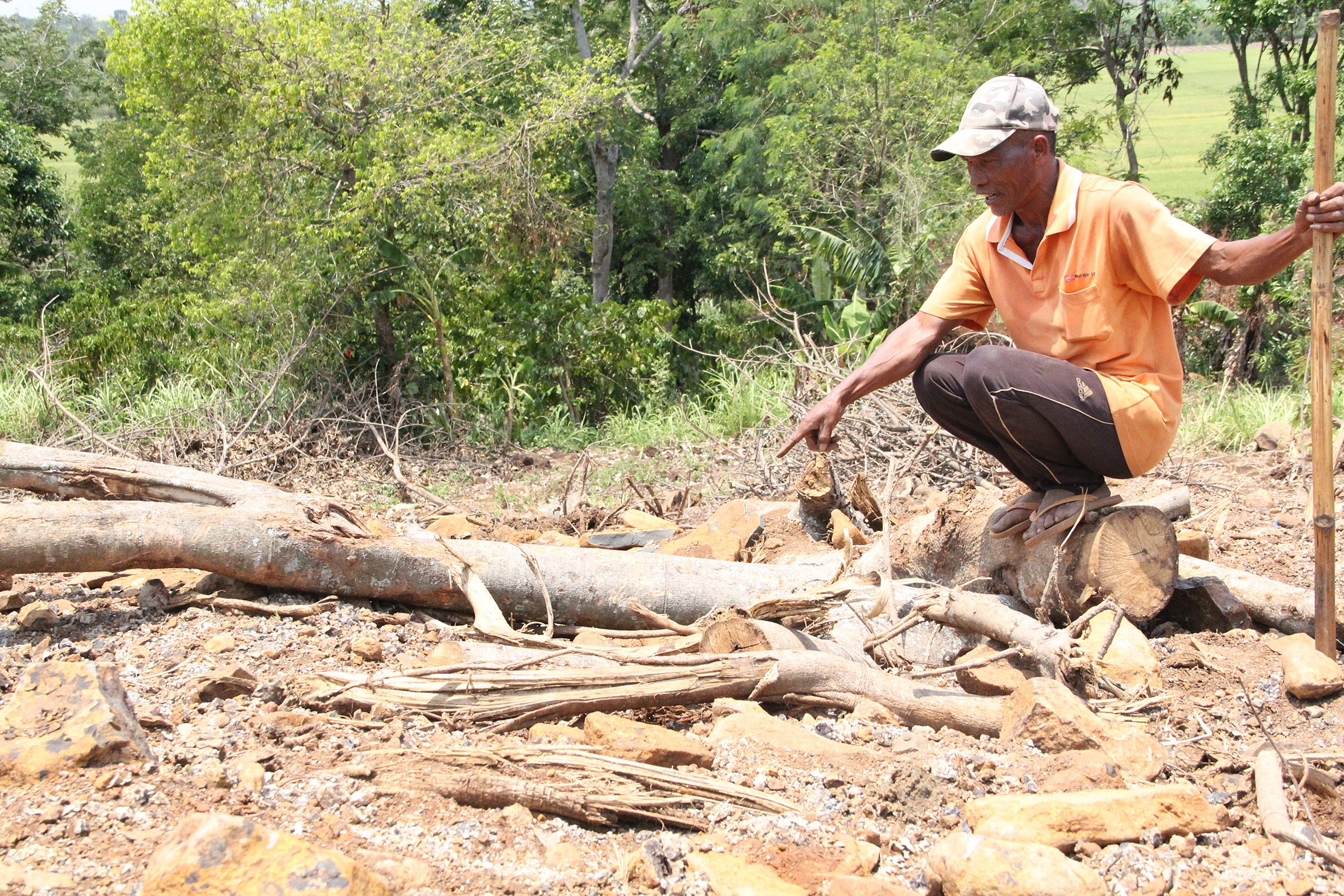 Cay khung cho tren quoc lo anh 1