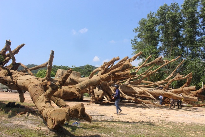 Ba cay khung bi tam giu anh 1