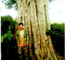 Mot trong 3 cay da khong lo co ho so khong dung thuc te hinh anh