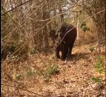 Voi rung bi mac bay anh 1