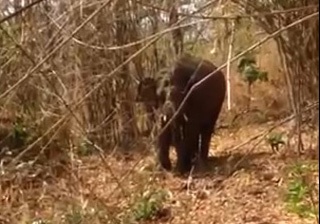 Truy tim voi rung bi mac bay hinh anh