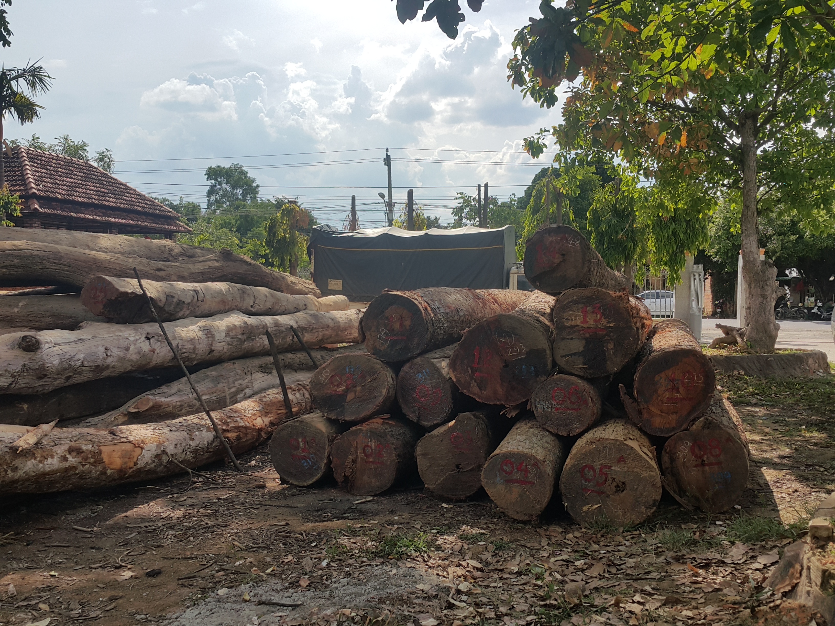 Bắt gỗ lậu trong vườn quốc gia ảnh 3 Bat go lau trong vuon quoc gia anh 3