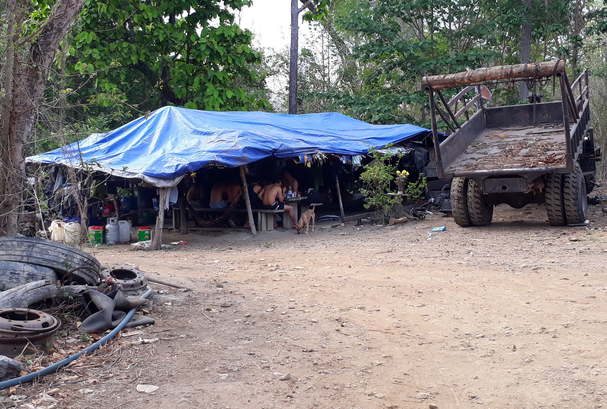 Phượng râu ảnh 1 Phuong rau anh 1