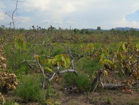 18 ha rừng bị chặt phá ảnh 1 18 ha rung bi chat pha anh 1