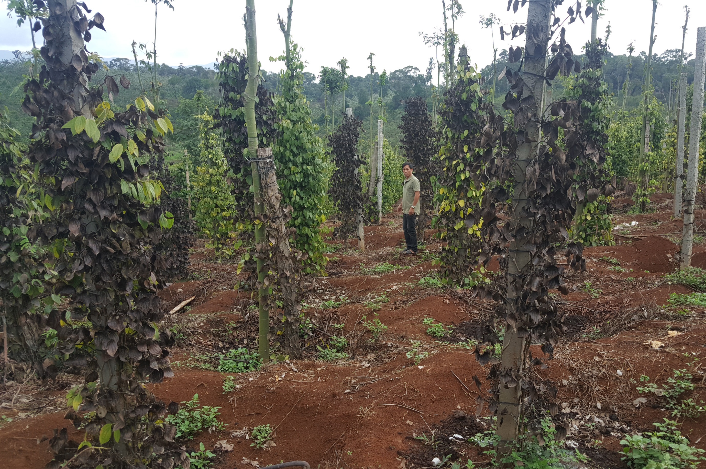 Bảo kê tiêu ở Đắk Nông ảnh 1 Bao ke tieu o Dak Nong anh 1