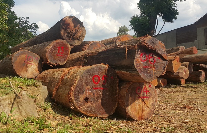 Đường dây gỗ lậu ảnh 1 Duong day go lau anh 1
