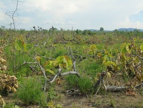 Khoi to thanh nien xung phong vien tham gia pha rung hinh anh