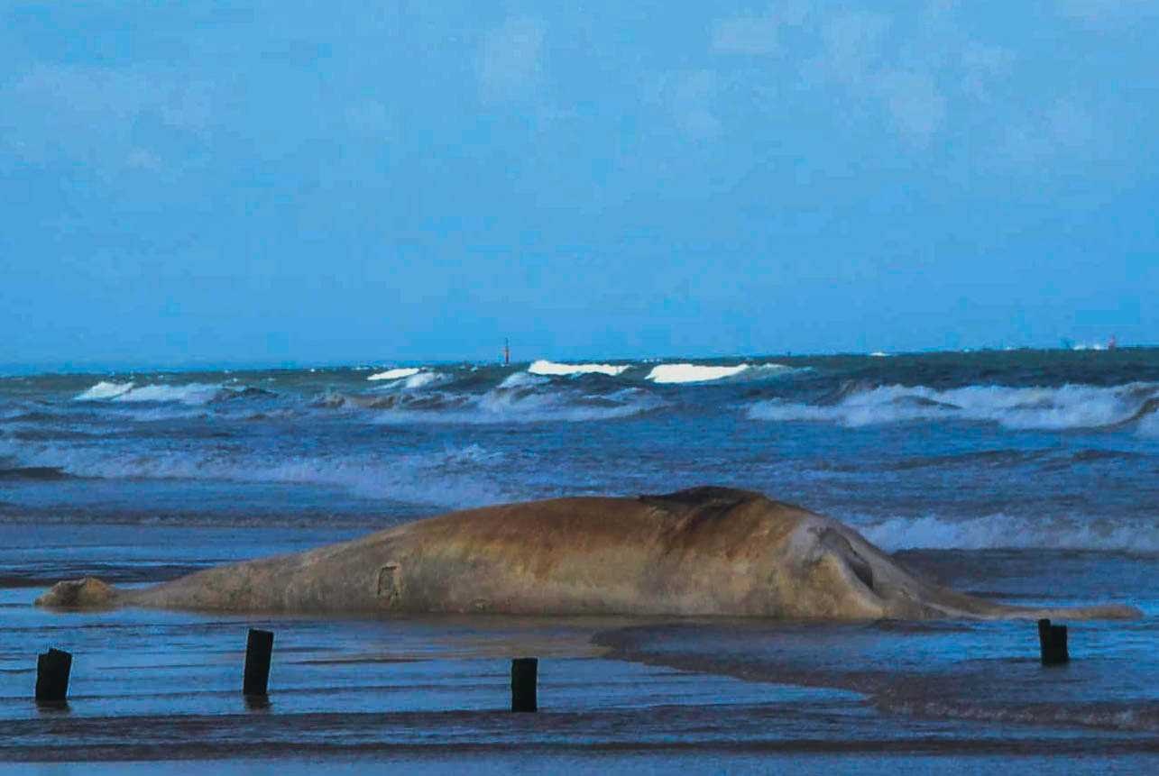 Xac ca voi nang 10 tan dat vao bo bien Quang Tri hinh anh