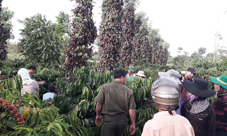 Tiêu bị chặt gốc ảnh 1 Tieu bi chat goc anh 1