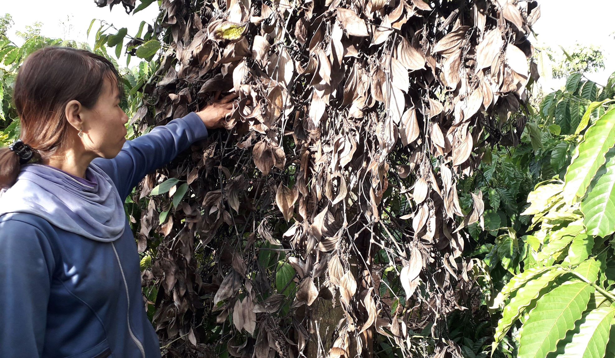 Hon 700 goc tieu cua hai gia dinh bi ke gian pha hoai hinh anh