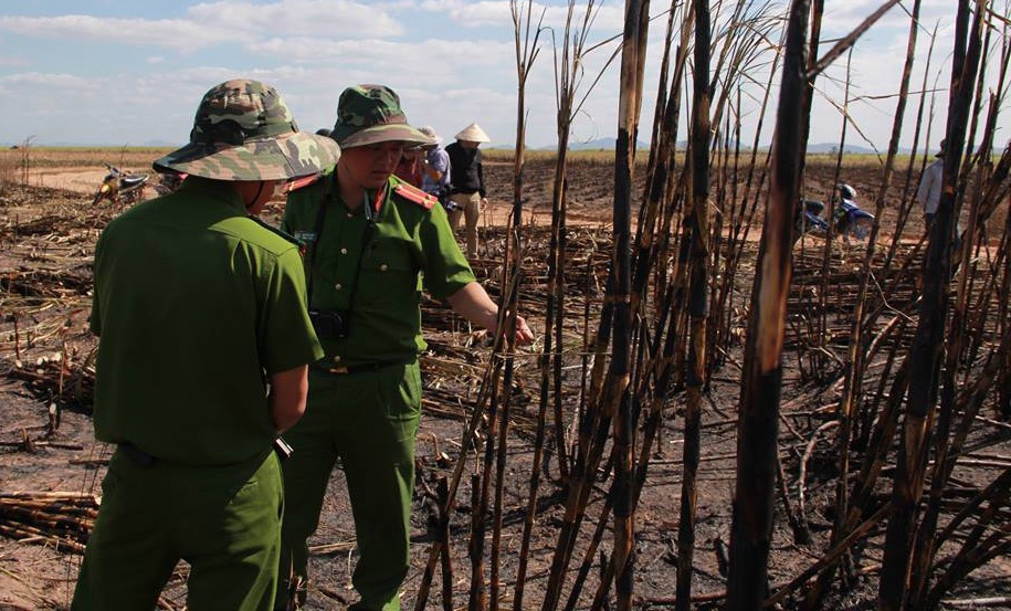 Hon 100 ha mia sap thu hoach bi chay rui hinh anh