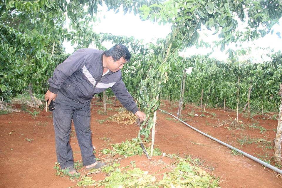 Gia dinh chu tich xa bi ke xau chat 210 goc chanh day hinh anh