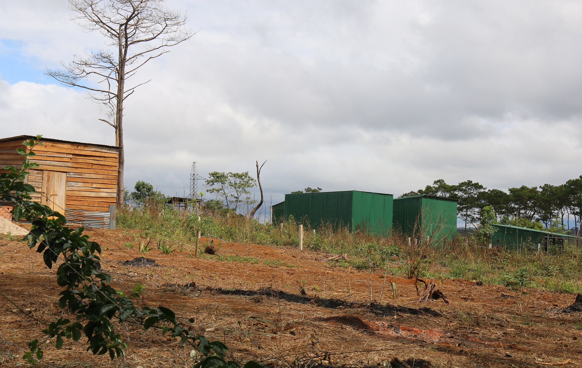 Rung thong bi lan chiem anh 2