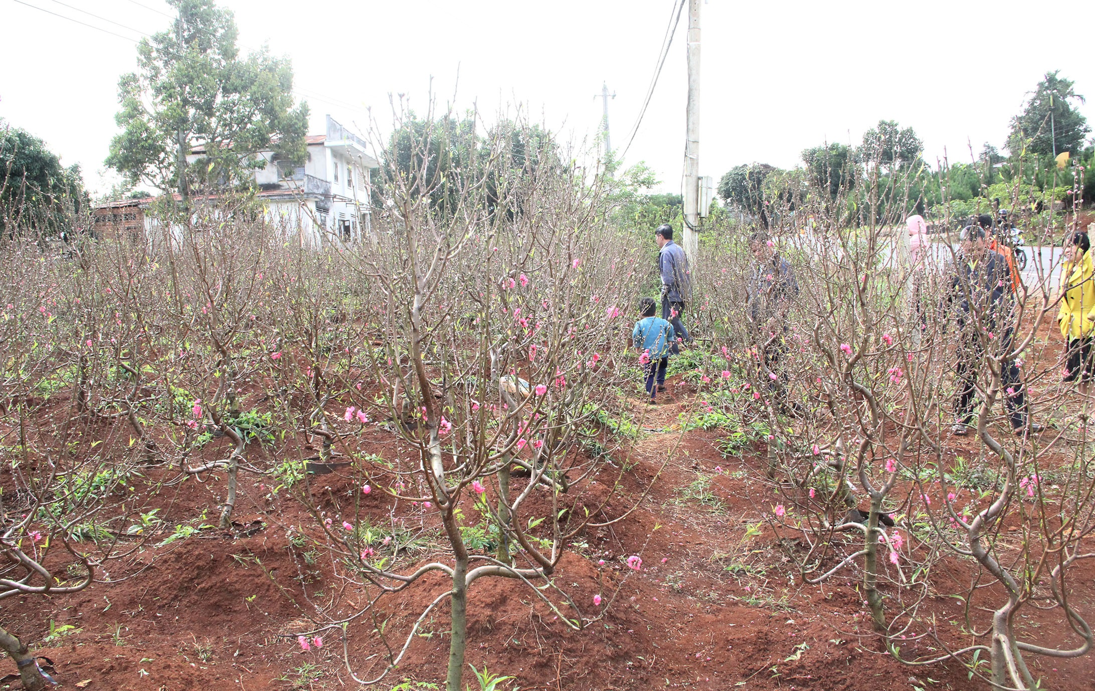 Lang dao Nhat Tan o Tay Nguyen anh 1