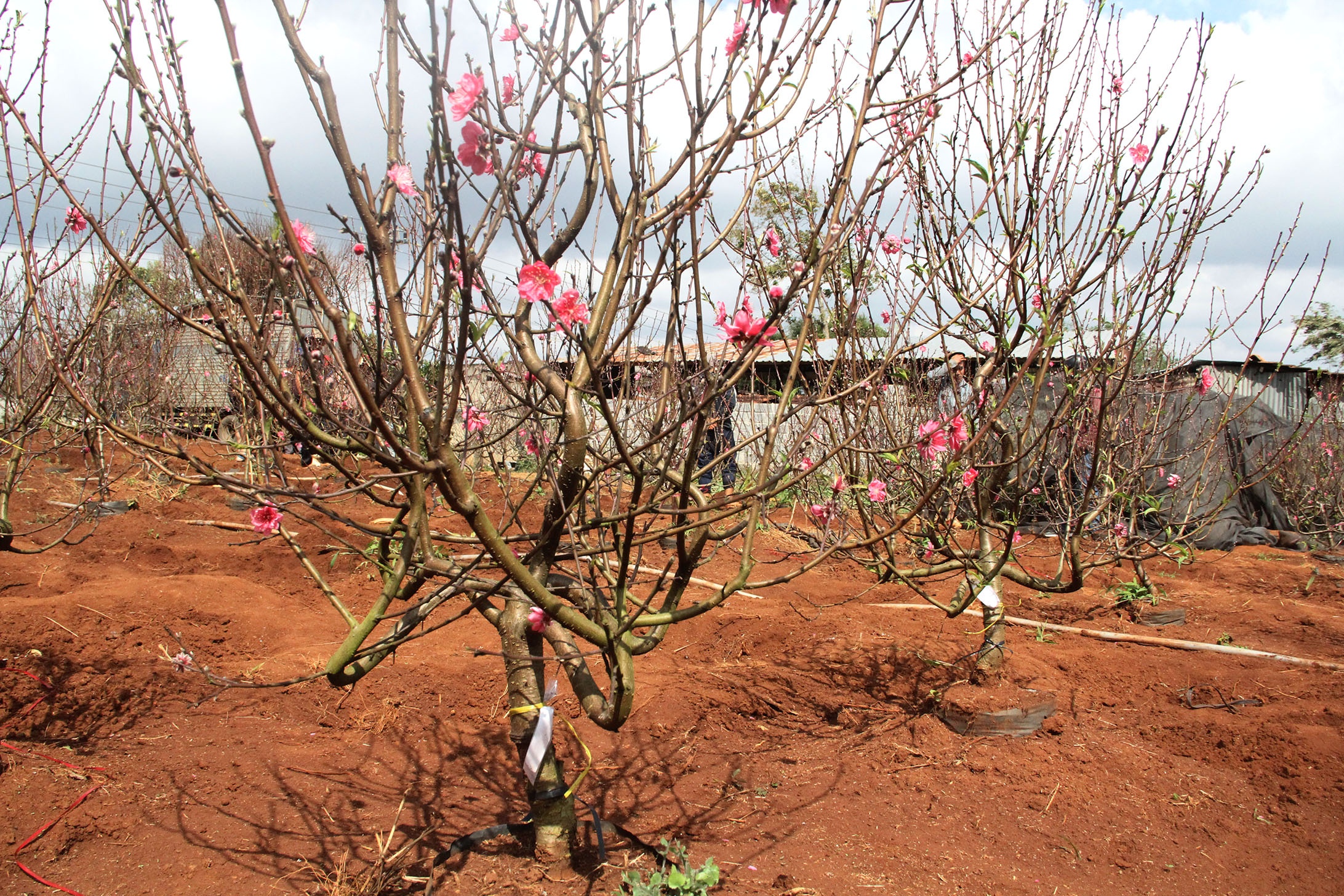Lang dao Nhat Tan o Tay Nguyen anh 4