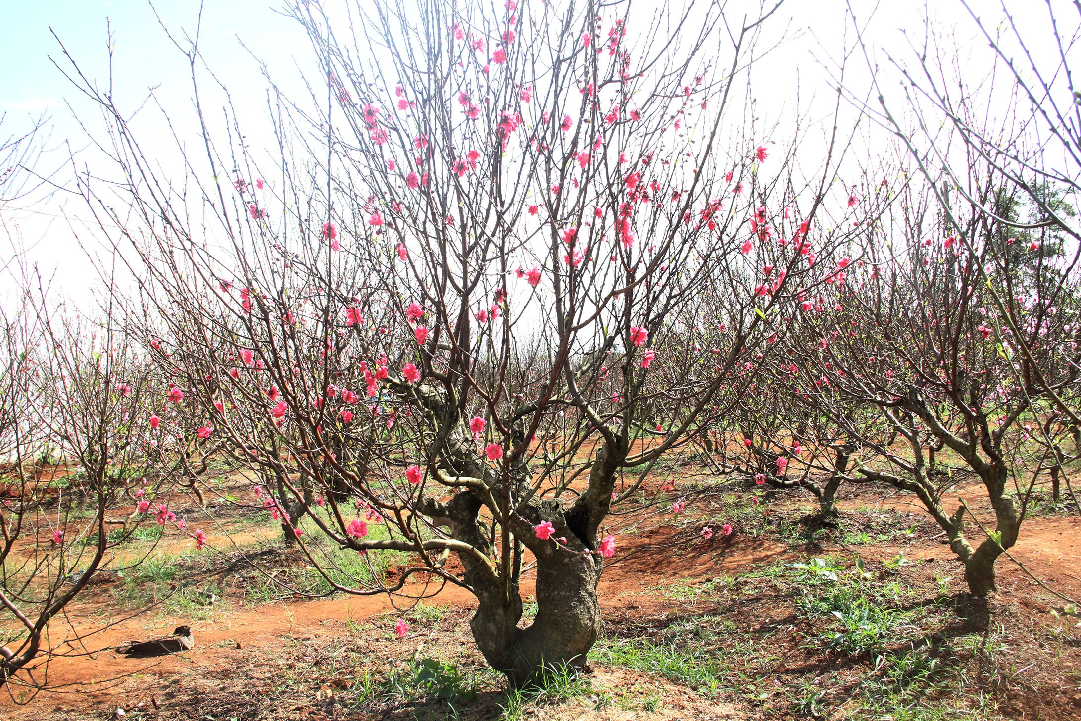 Lang dao Nhat Tan o Tay Nguyen anh 6
