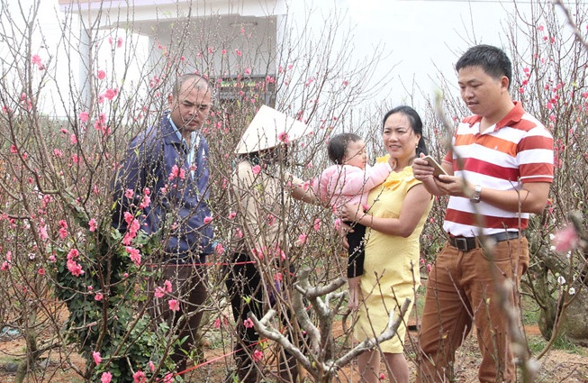 Nguoi dan o Tay Nguyen ghep thanh cong hoa dao co 3 mau hinh anh