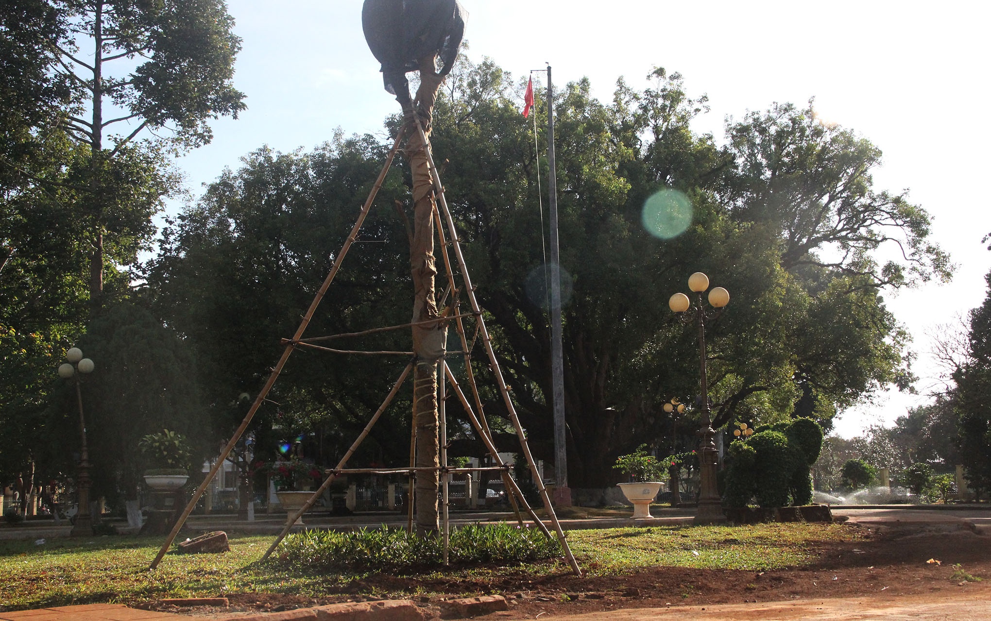 Cay long nao hon 100 tuoi anh 9