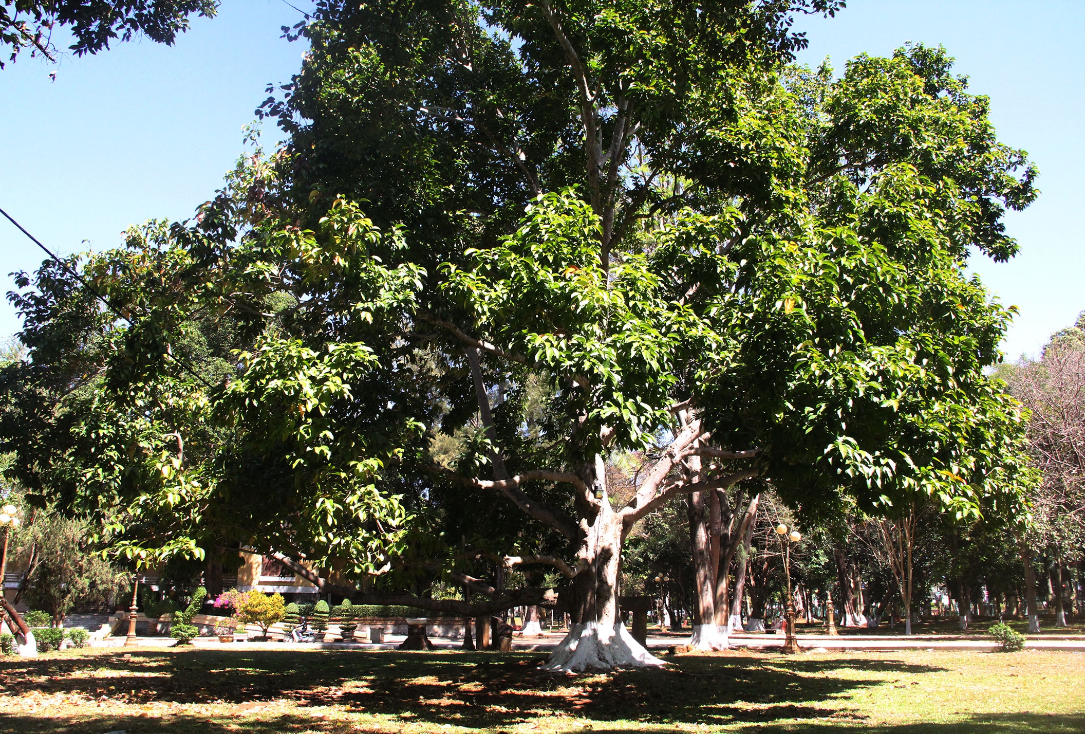 Cay long nao hon 100 tuoi anh 10