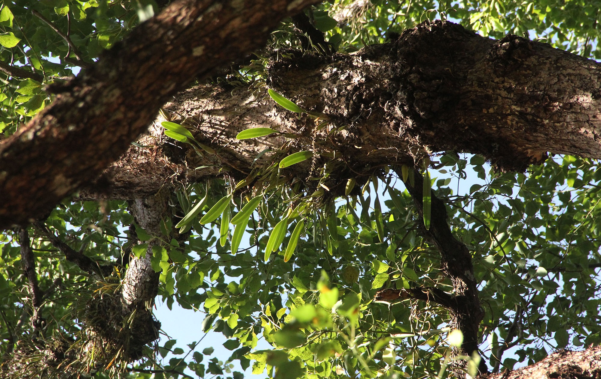 Cay long nao hon 100 tuoi anh 6