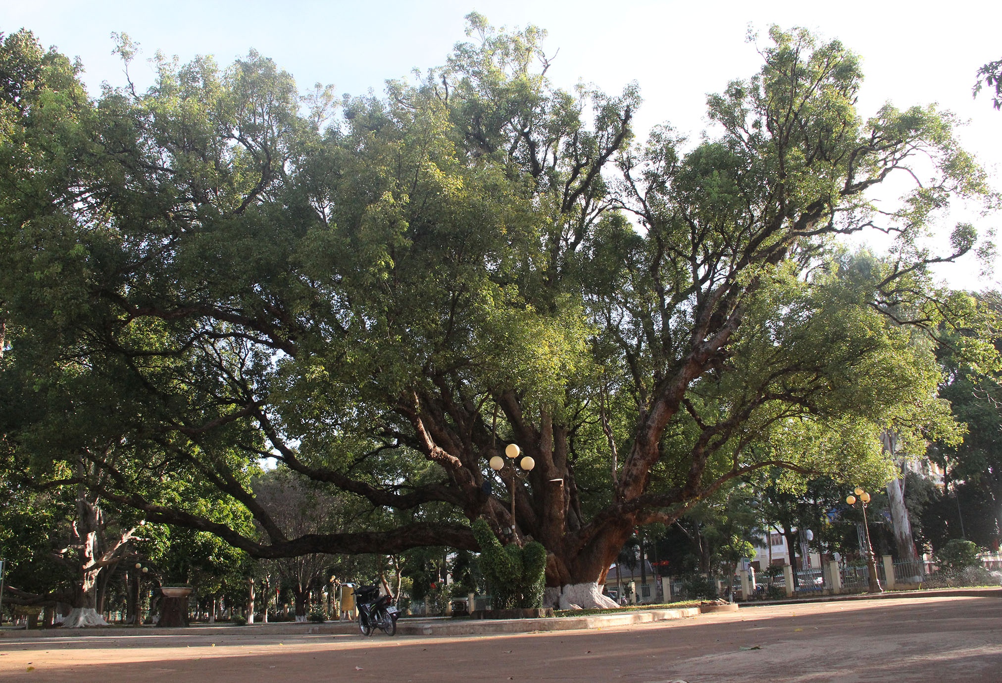 Cay long nao hon 100 tuoi anh 1