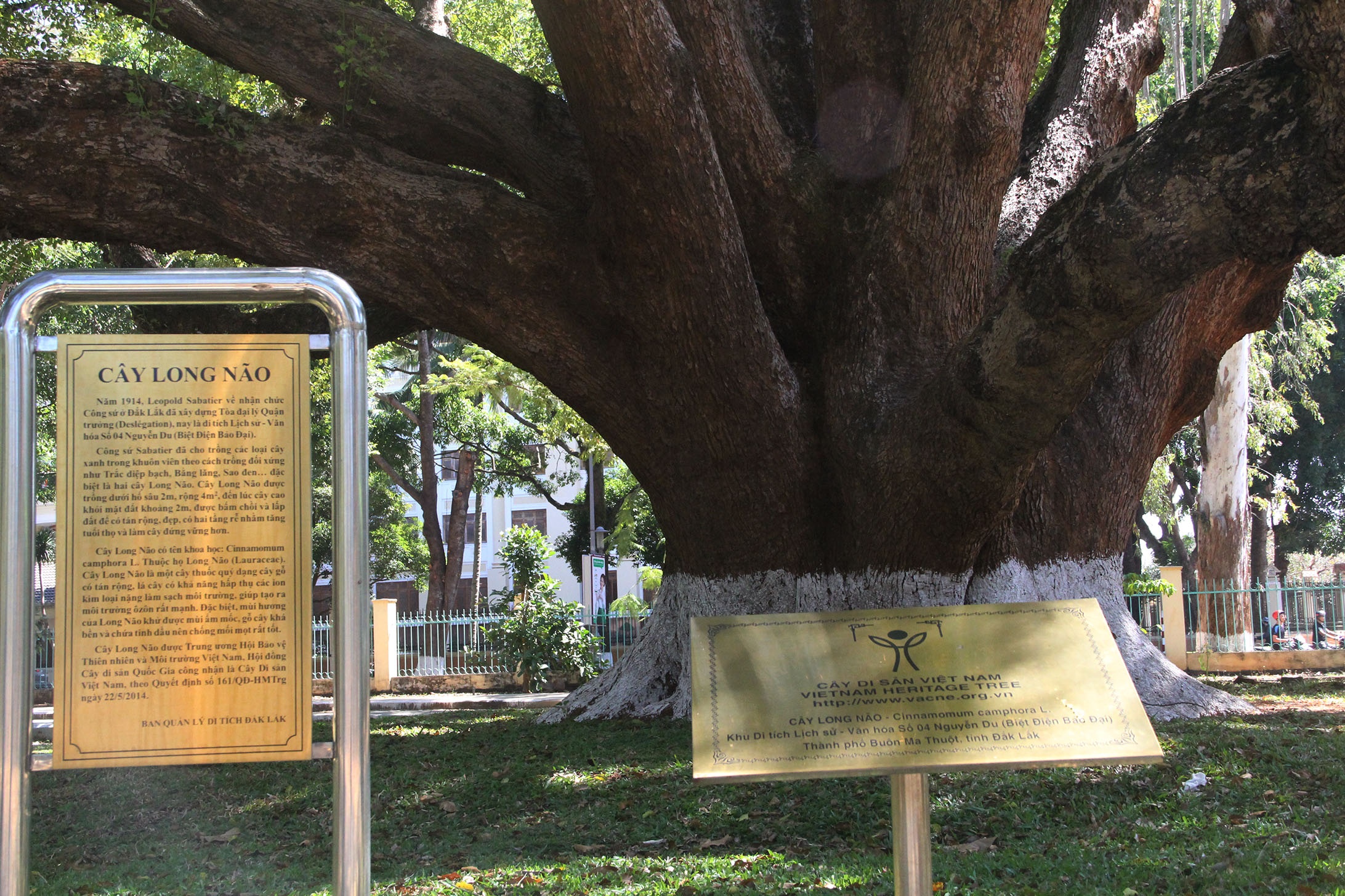 Cay long nao hon 100 tuoi anh 2