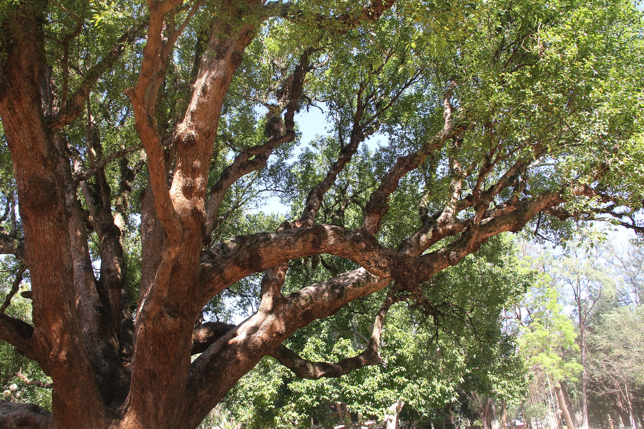 Cay long nao hon 100 tuoi anh 3