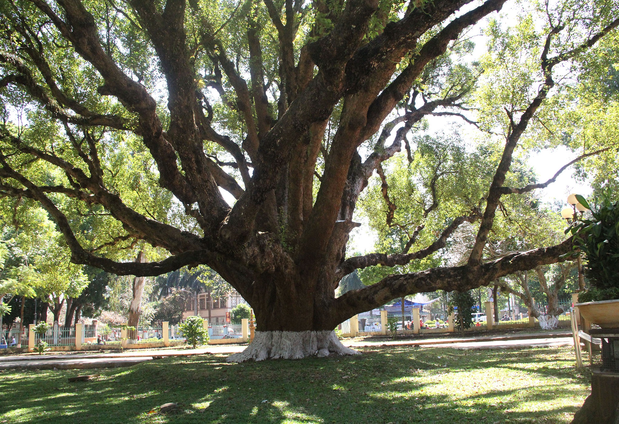 Cay long nao hon 100 tuoi anh 4