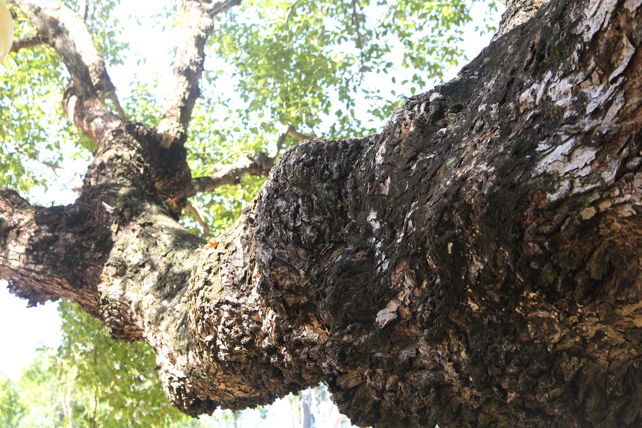 Cay long nao hon 100 tuoi anh 5