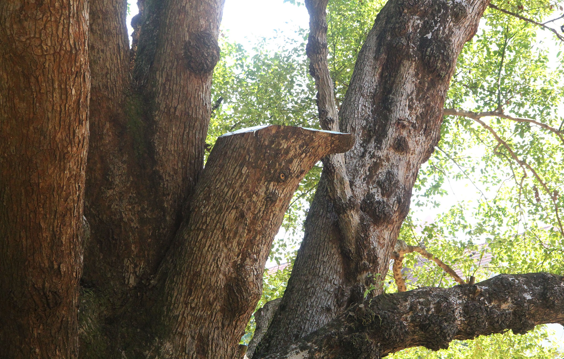 Cay long nao hon 100 tuoi anh 8